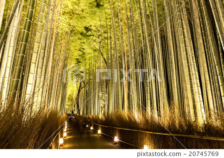 竹林 - 嵐山花光路 20745769