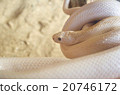 A snake 20746172