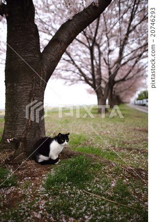 Cats and cherry blossoms Cats and cherry blossoms 20746293