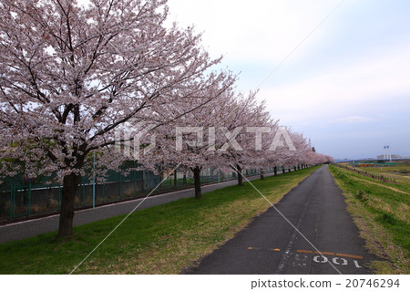 Row of cherry trees Row of cherry trees 20746294