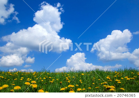 dandelion dandelion 20746365