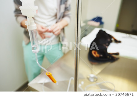 Sick dog in the veterinary clinic 20746671