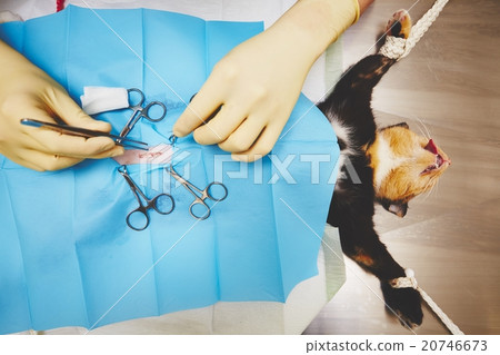 Cat in veterinary hospital 20746673