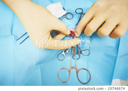 Hands of veterinarian Hands of veterinarian 20746674