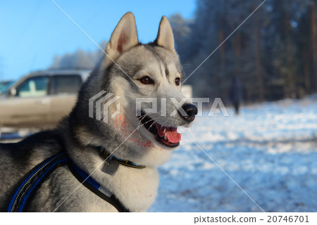 Wounded Huskies Wounded Huskies 20746701