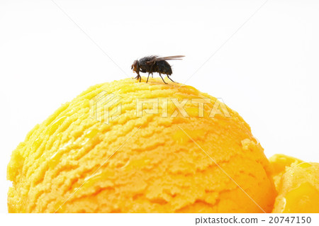 Fly on ice cream 20747150