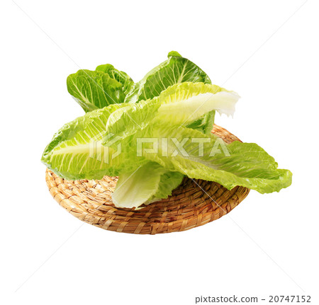 Romaine lettuce Romaine lettuce 20747152