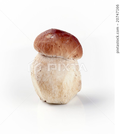 Fresh mushroom 20747166