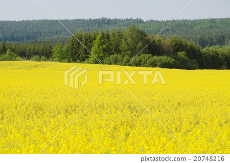 Oilseed rape field Oilseed rape field 20748216