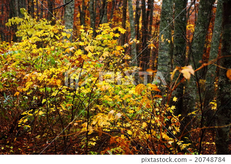 Oyama秋葉 20748784