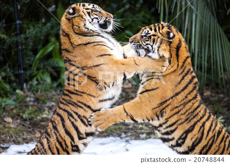 Sumatra Tiger's sister playing on the snow 20748844