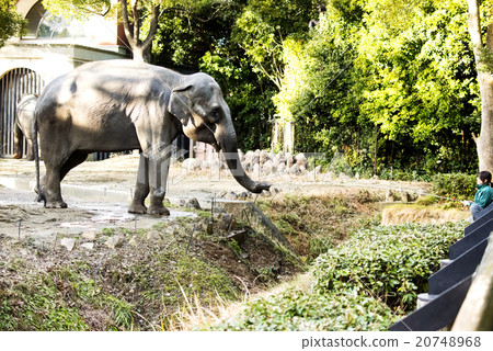 Asian elephant 20748968