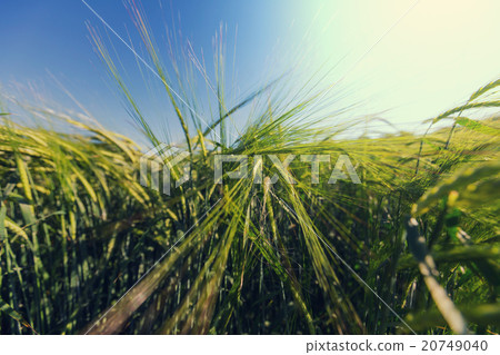 Wheat Wheat 20749040