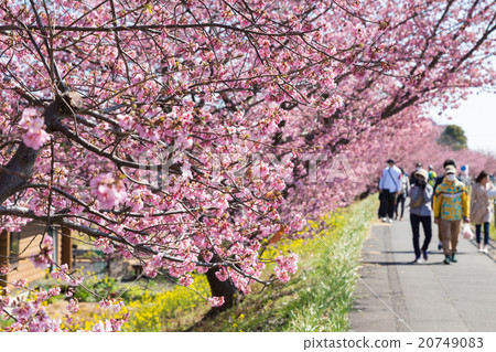 Early spring image Hayasaki Sakura Early spring image Hayasaki Sakura 20749083