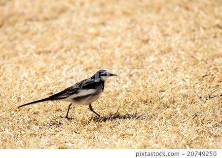 Wagtail 20749250