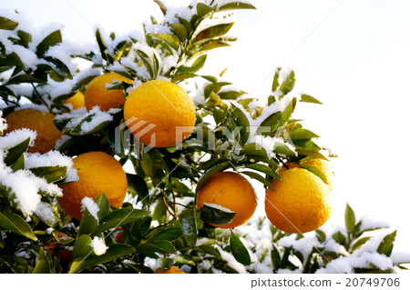 Snow covered summer oranges 20749706