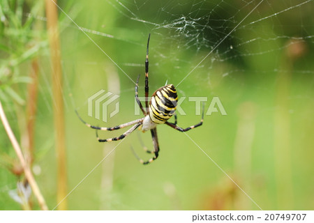  spider 20749707