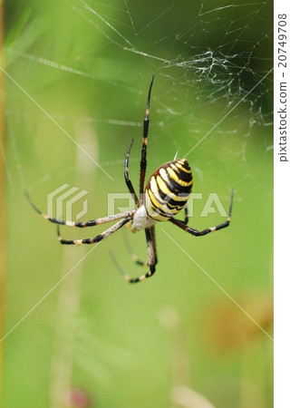  spider 20749708