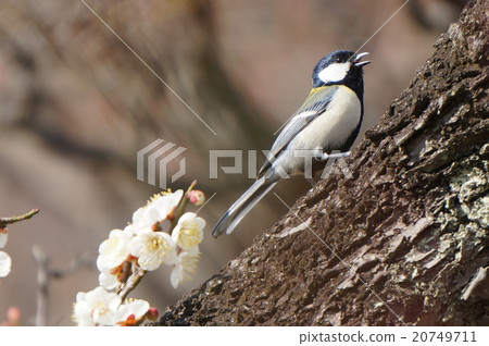 Plum blossoms and tits 20749711