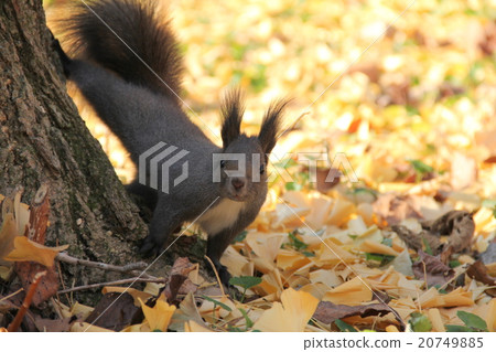 北海道Ezoris的松鼠漂亮的Ezoris銀杏和松鼠 20749885