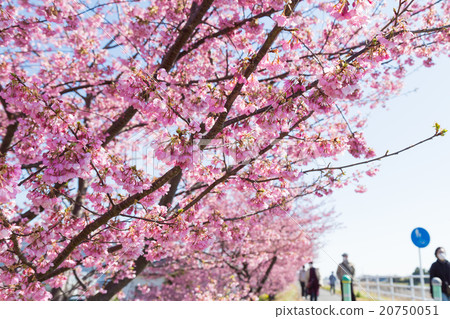 早春圖像早崎櫻 20750051