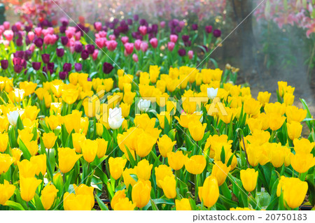 Blooming spring flowers tulips Blooming spring flowers tulips 20750183