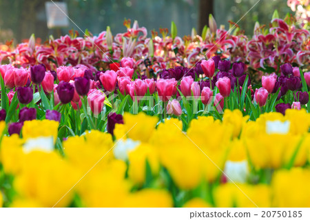 Blooming spring flowers tulips Blooming spring flowers tulips 20750185