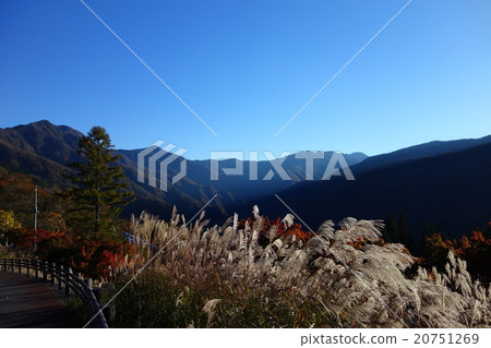 Mountains seen from Mikumi Shrine boardwalk · Susuki · leaves · blue sky Mountains seen from Mikumi Shrine boardwalk · Susuki · leaves · blue sky 20751269