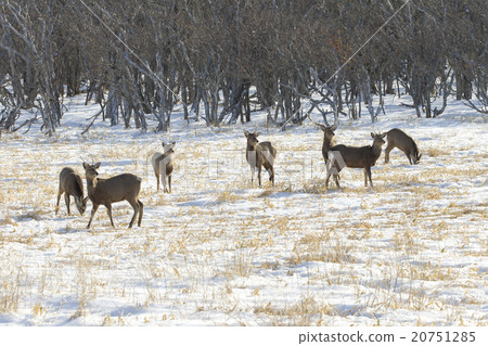 Sika deer Sika deer 20751285