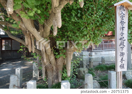 Breast ginkgo of Chichibu Shrine 20751375