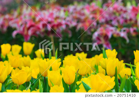 Tulips 20751410
