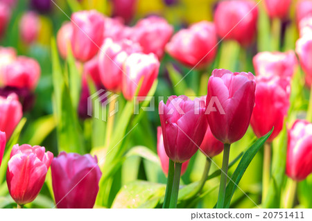Tulips 20751411