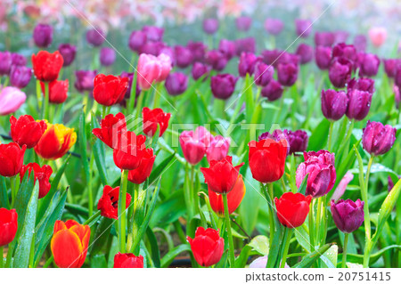 Tulips 20751415
