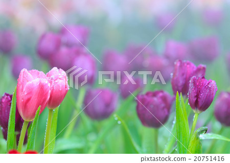 Tulips 20751416