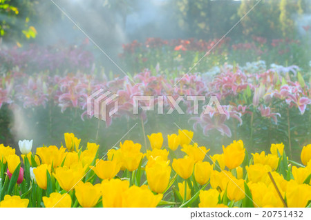 Tulips 20751432