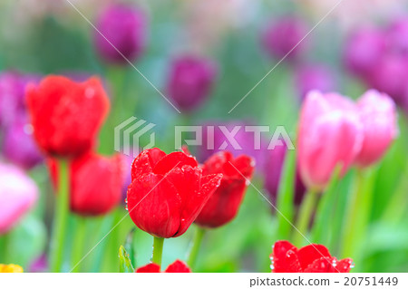 Tulips Flower 20751449