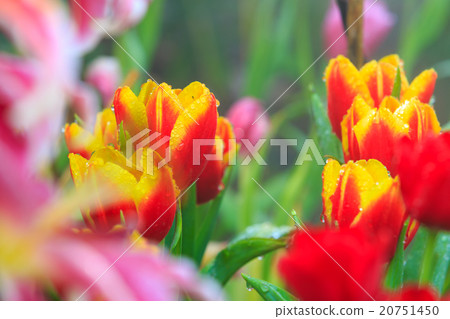 Tulips Flower 20751450