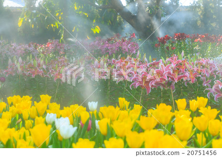 Tulips Flower 20751456