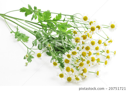 Bouquet of Matricaria 20751721
