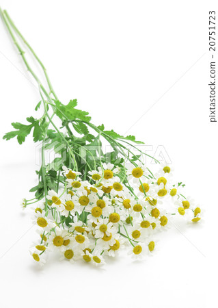 母菊花束 母菊花束 20751723