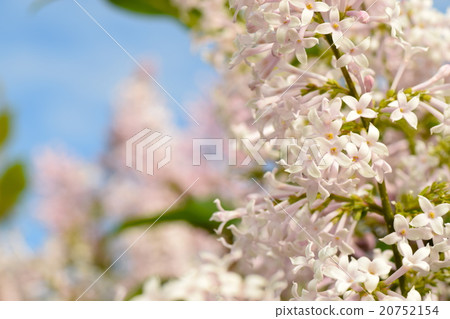 Usugeina Hashidai (lilac) 20752154
