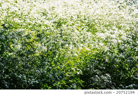 Shepherd's-purse (Capsella bursa-pastoris) in the meadow Shepherd's-purse (Capsella bursa-pastoris) in the meadow 20752194