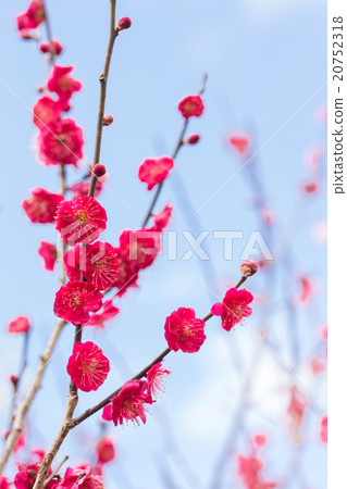 東部春天紅色李子與雙和紅色深紅色花開花 東部春天紅色李子與雙和紅色深紅色花開花 20752318