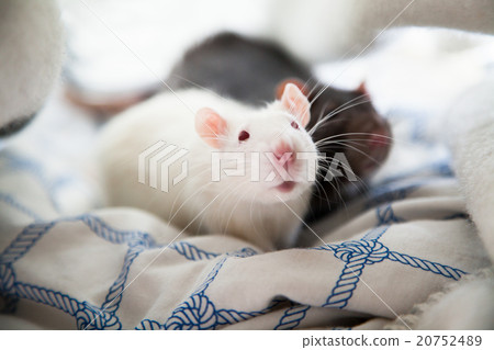 Two pet rats Two pet rats 20752489