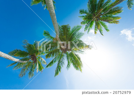 Palm tree on the sky 20752979