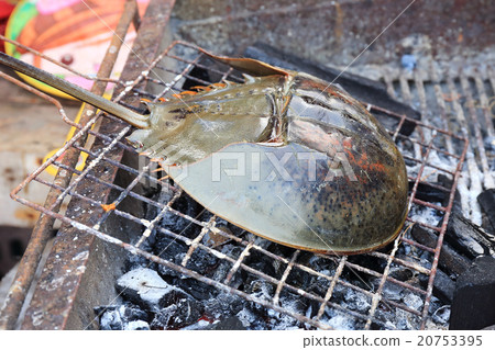 Grill horseshoe crab on Stove Grill horseshoe crab on Stove 20753395