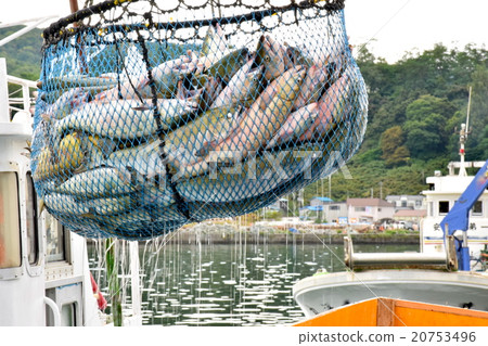 在北海道的鹽漬三文魚 20753496