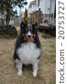 Sheltie 20753727