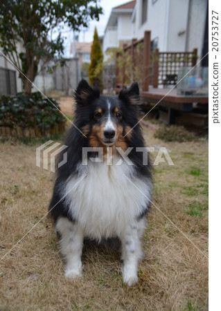 Sheltie Sheltie 20753727