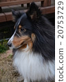 Sheltie 20753729